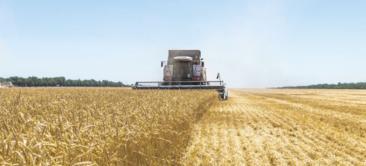 Cosechadora cosechando trigo
