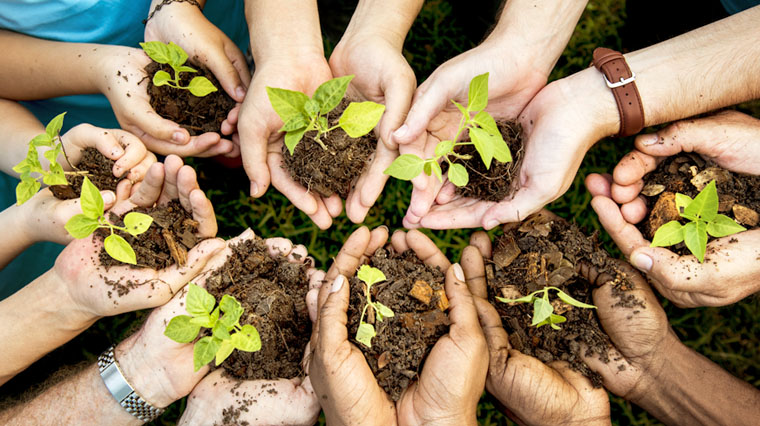 manos con esquejes preparados para ser plantados