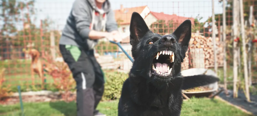 ¿Qué es el seguro ppp y cuántos perros protege mi seguro de hogar?
